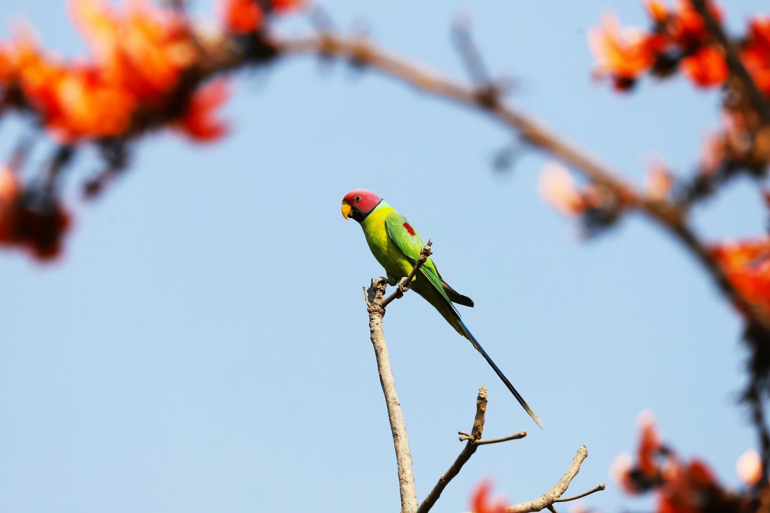 Plum-headed Parakeet